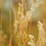 Advantages of using READPRN and WRITEPRN